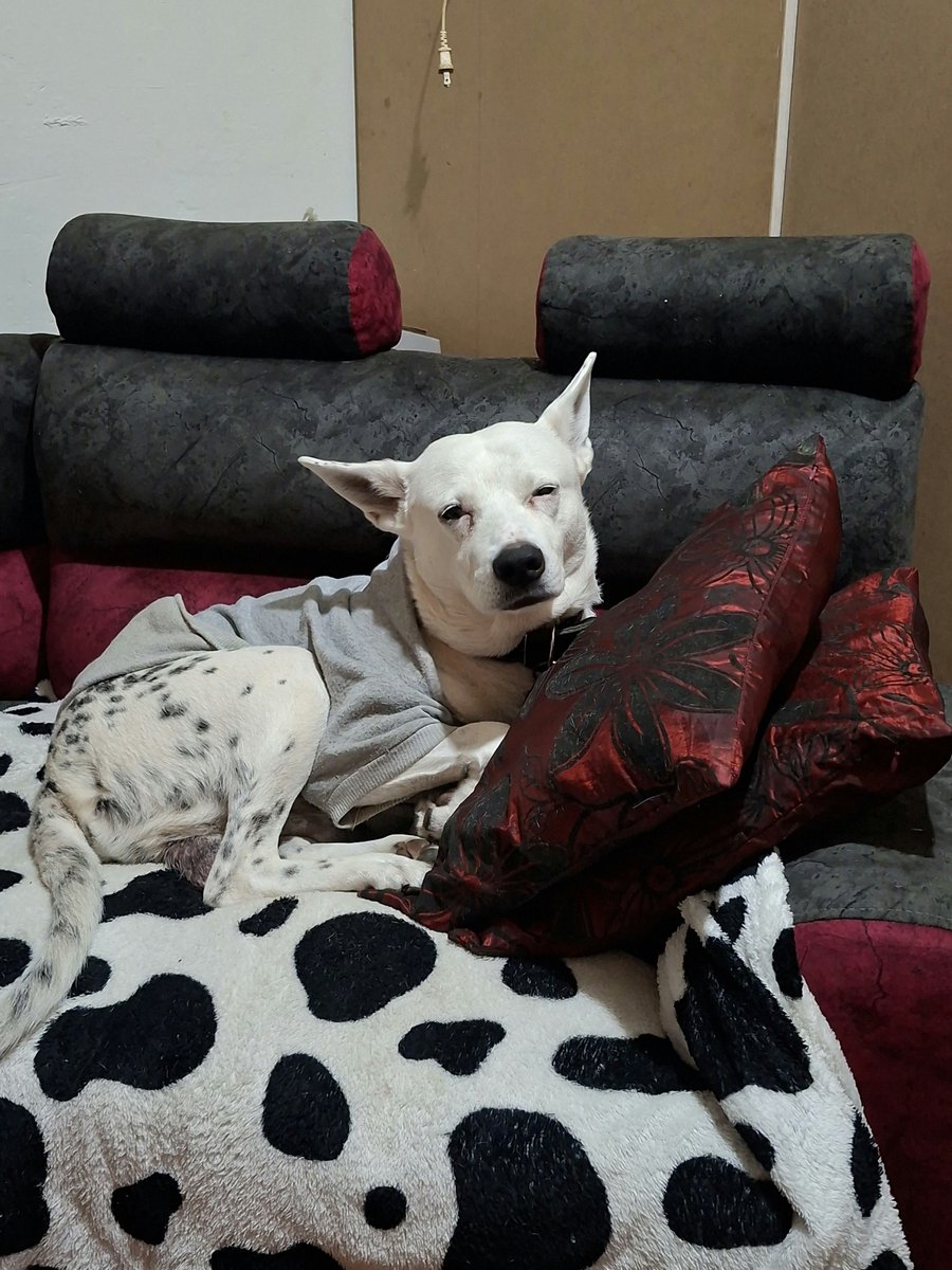 bellvsyg's tweet photo. ‼️‼️POR FAVOR AYÚDENME A DIFUNDIR‼️‼️

Bruno tiene 10 años, le tiene miedo a los ruidos de los motores, tiene un collar con código QR y un chaleco de la selección colombia (como en la segunda foto) ¡ES DIABÉTICO!

+573249215603
+573022608727

Bogotá Suba rincón 
Calle 128 #93-19 https://t.co/Uhgkepeqva