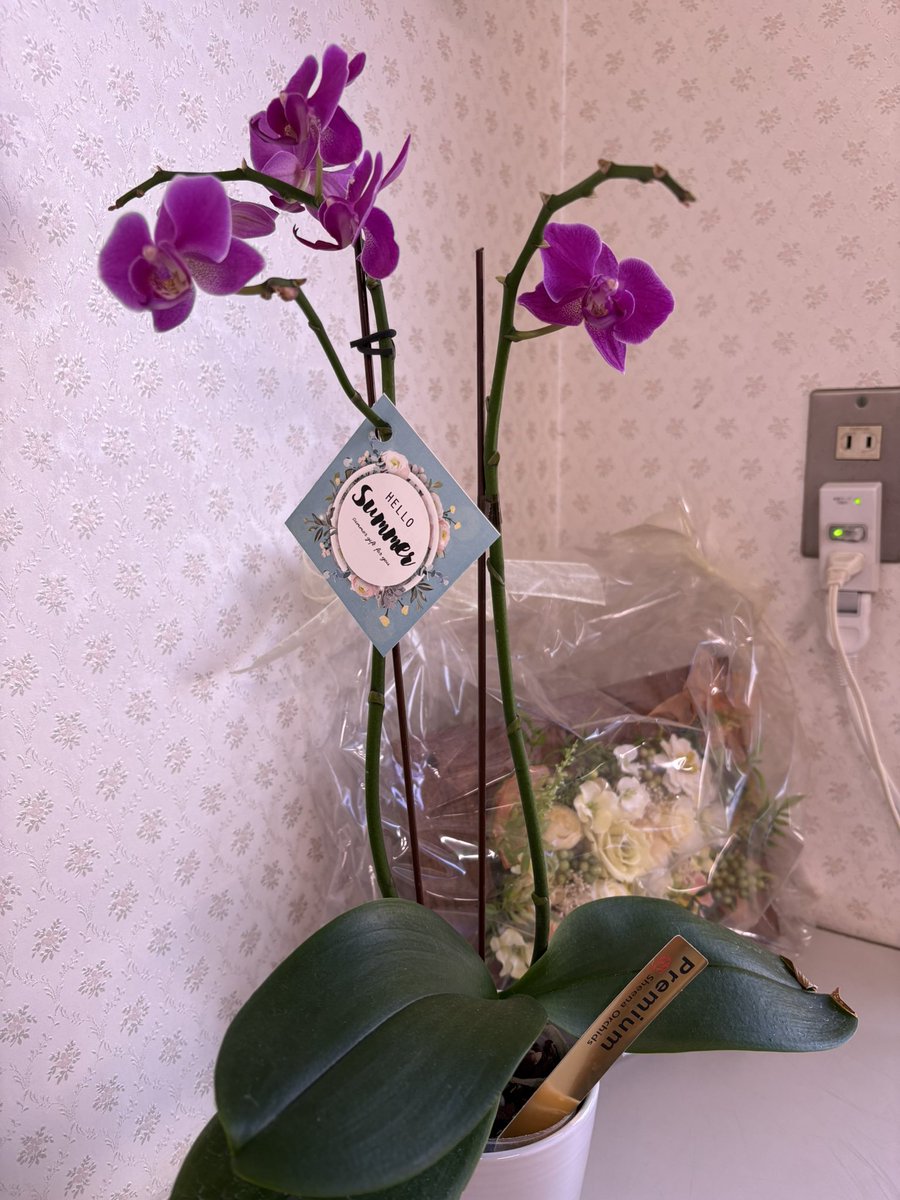 77xae86's tweet photo. 毎月の病院来ました、まだ、母の蘭が咲いてる！！凄い、四十九日終わっても見れるとは思わなかったです！ https://t.co/FpoCZiaRkE