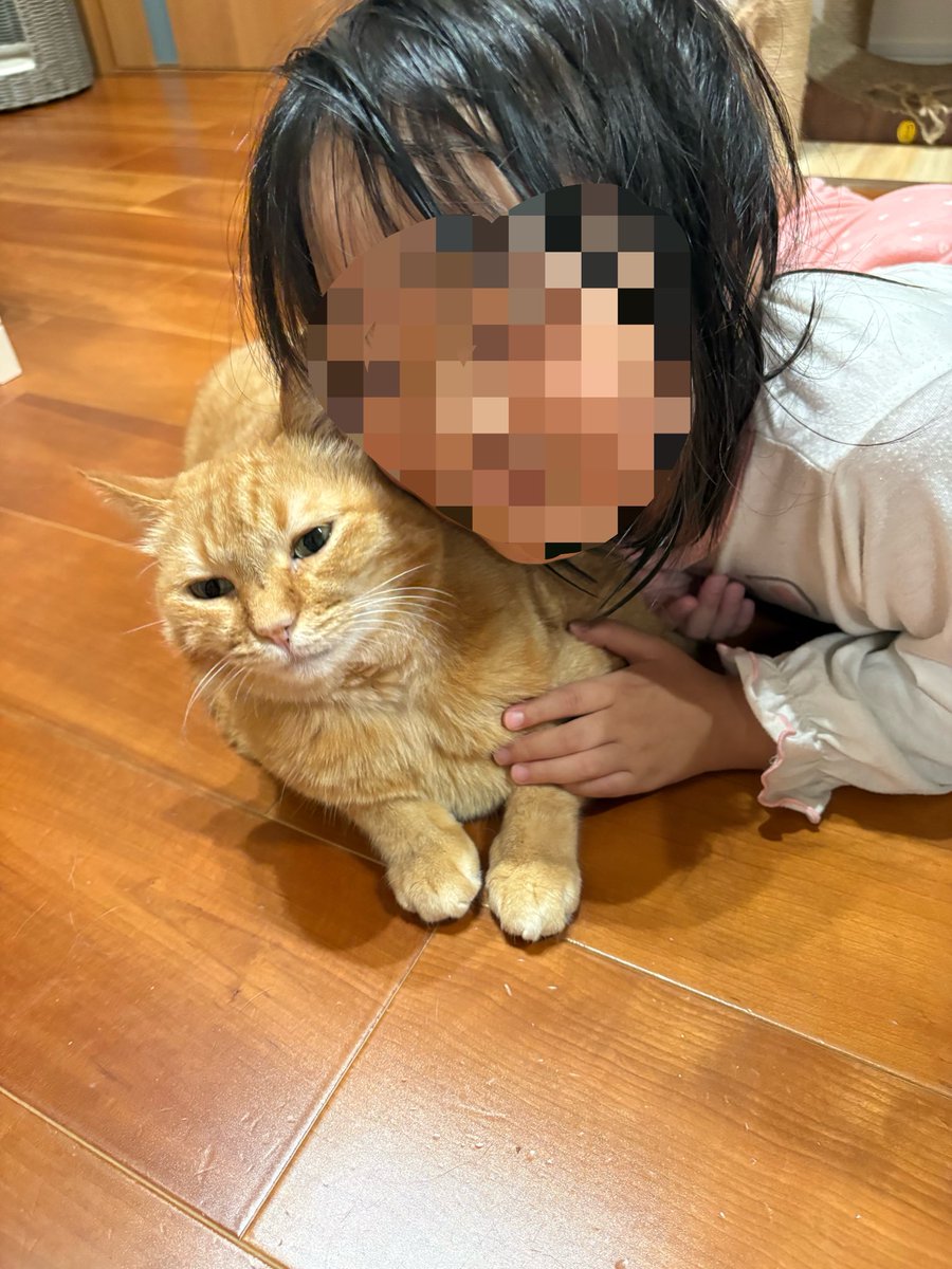 kagisuzu0531's tweet photo. 寒くなって来たから
猫で暖を取りたい娘

　　　vs

髪が濡れてるから
乾かしてから来て欲しい猫 https://t.co/zd3Edtinyo