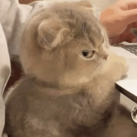 sickgurlpuss's tweet photo. Lottie being forced to dress properly for the function and not lazing around in just a v string and oversized nerd shirt 😢😢 life is unfair https://t.co/e2uzq79KVV