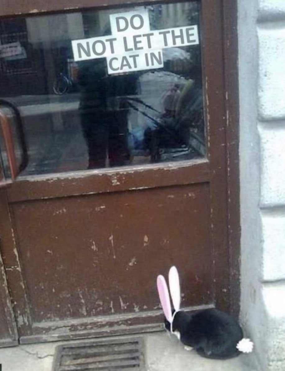 twaniimals's tweet photo. That's a bunny https://t.co/WgiYXlXbjj