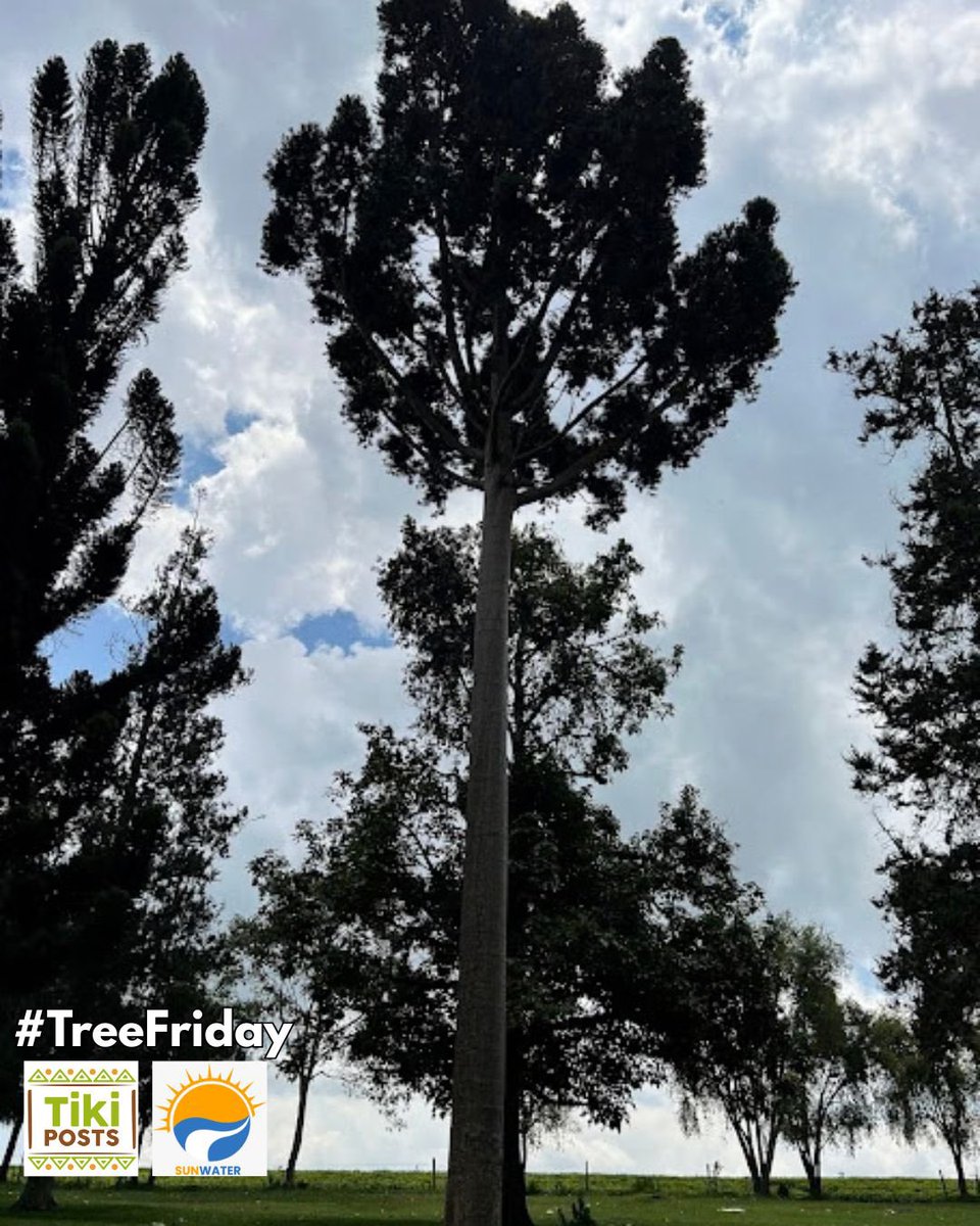 TikiPosts's tweet photo. Tall, mature trees form the backbone of a healthy microclimate and ecosystem. Let’s commit to protecting our natural forests for future generations. 🌳#TreeFriday https://t.co/x48ry28drl