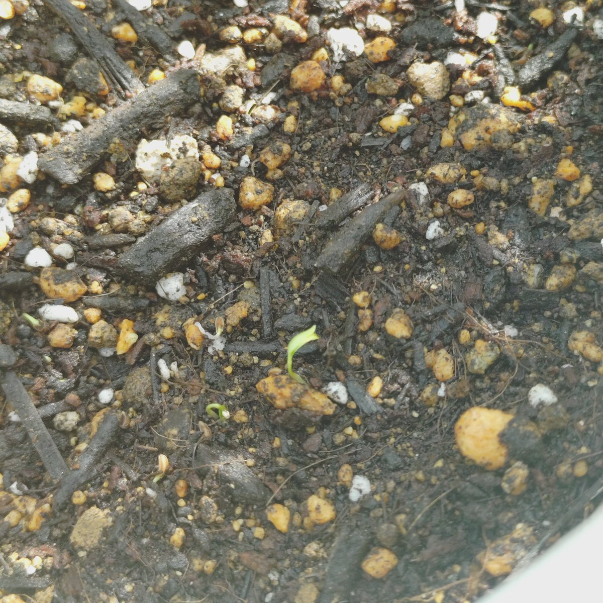 kanuri_7's tweet photo. 10/6種まいて
本日10/16朝見たら発芽してた🌱
結構心配してたぞ…
大丈夫かなぁ？で調べてたら
物によっては発芽までに
20日かかる場合もあるらしい

イタリアンパセリ https://t.co/wvF69Forej