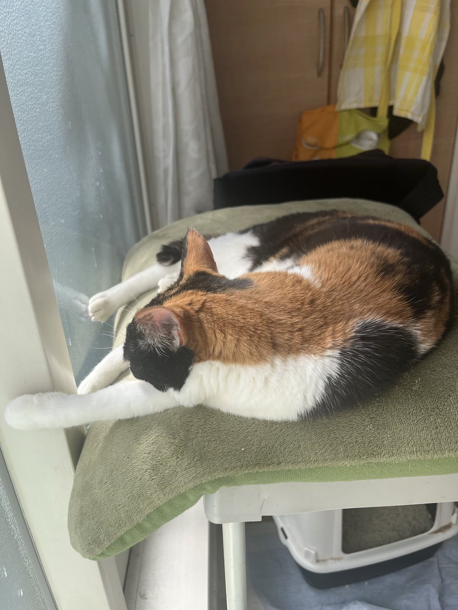 chokota0326's tweet photo. 夫のことが好きでいつも一階（夫の部屋がある）にいるきなこ。
今日は夫がいないから、2階の暖かい場所にいる☀️ https://t.co/HfL1v1PlfU