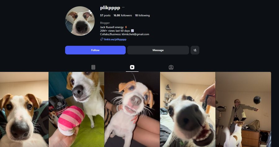 phenixsdev's tweet photo. Theres a new dog PFP cult on IG with 30m views in the last few weeks

This is Chapa and its going SUPER viral literally becoming a cult of fans switching their PFP

https://t.co/trNRu67pFF

Name is on the link tree https://t.co/o38vt3HJ4Y