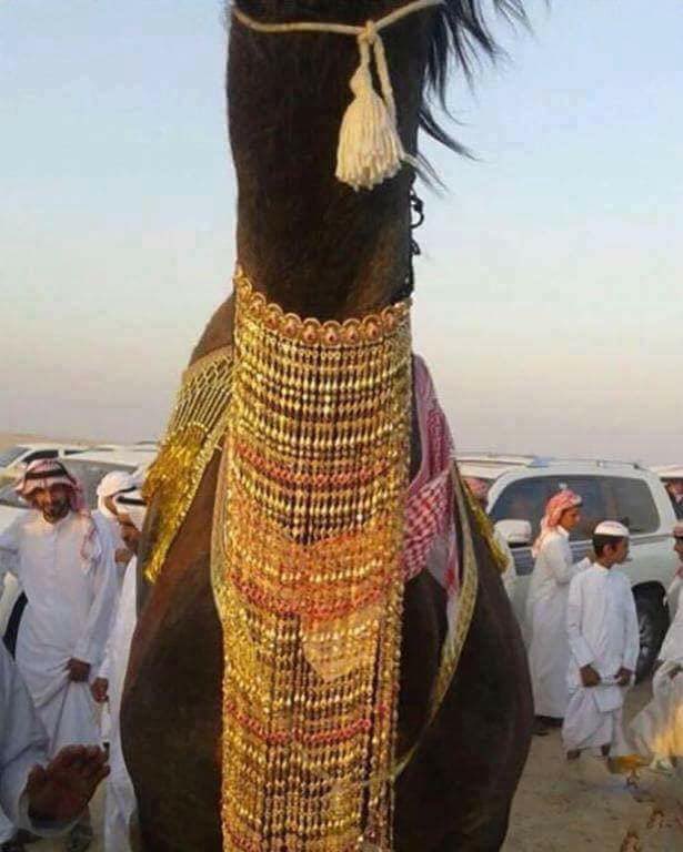1yawii's tweet photo. طيب لو تدرين ان ناقه عند السعوديين لبست ذهب بمقدار ١٦ مليون وش بتسوين يالهنديه ؟ https://t.co/8SnyXFcQCI