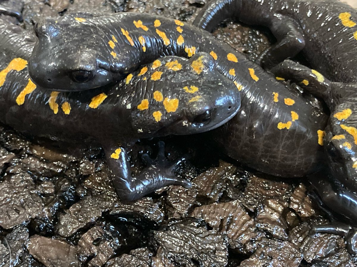 newt_base's tweet photo. アルジェリアサラマンダー
ティンギタナではない幼生を産む方。 https://t.co/5nsJI0PNru