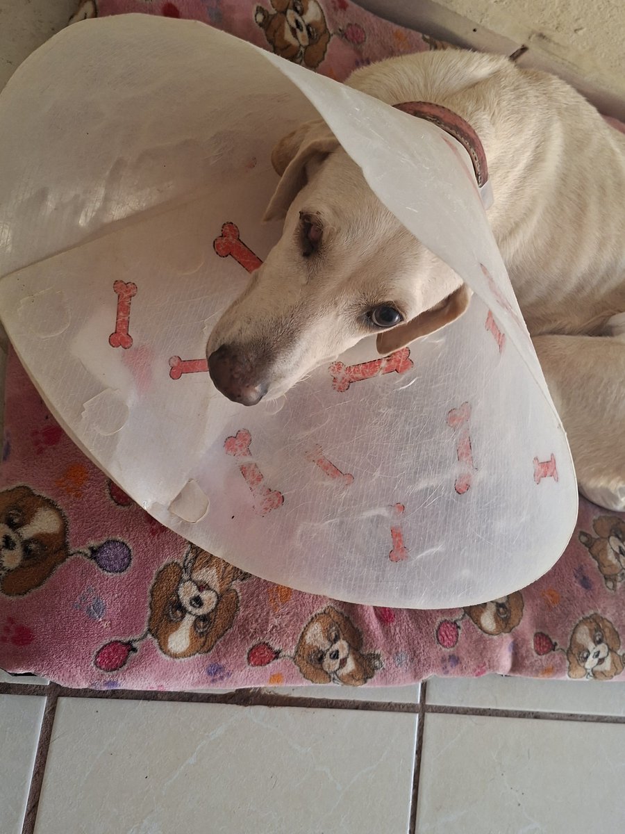 vaanvt1's tweet photo. Soy de México y ya no pude pagar el vuelo internacional ni hospedaje, solo busco la recuperación para que no se pierda ese boleto y también con ese dinero seguirle pagando sus químios a mi bebe 🥹 https://t.co/oL8ooh5kjK