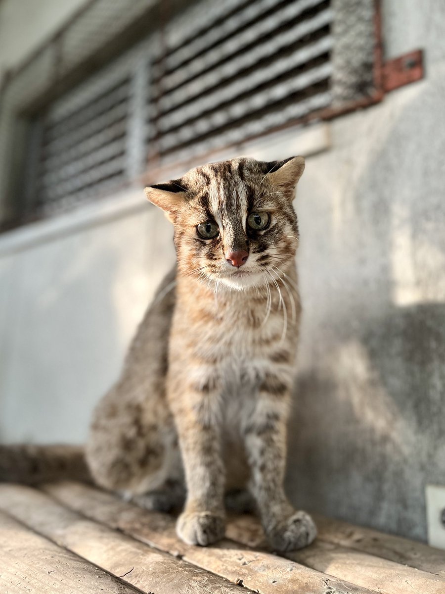 fukuokazoo's tweet photo. #ツシマヤマネコ 関連イベント、まだまだ開催中です！イベント情報（ホームページ▼）をご覧の上、ぜひご来園くださいね☺️

https://t.co/AiMnluAHxX

🐾現在公開中の「妃（ひめ）」♀ https://t.co/FL9IRfDjrR