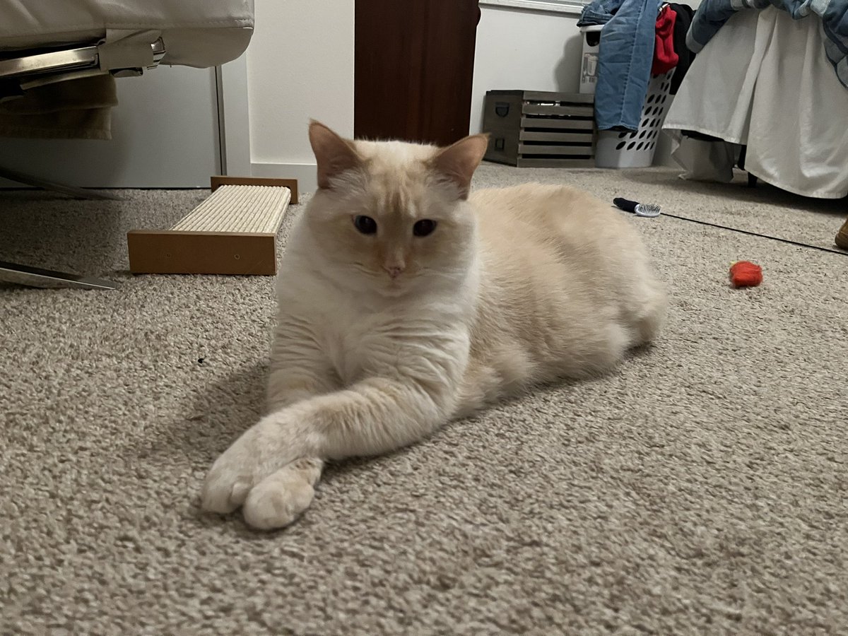 RoyalPeachCat's tweet photo. Fancy feet https://t.co/KUptY2sQ9l
