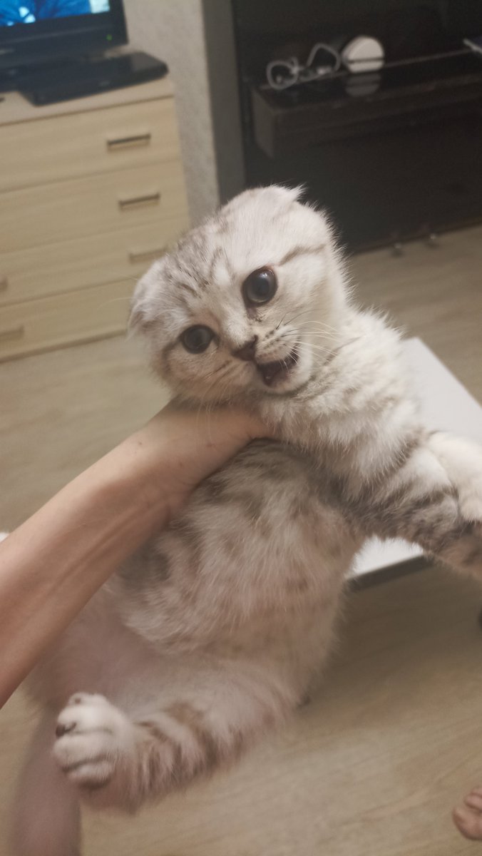 merllovess's tweet photo. @APPLEPIEkenny эта типа было примерно так, как с моей кицей? https://t.co/uJUwg31AN2