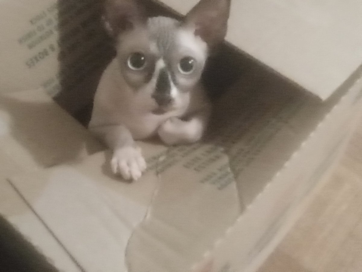 JURIXTA's tweet photo. Fotos de mi gata por si la quieren ver :3 https://t.co/XIQeGbLkFV