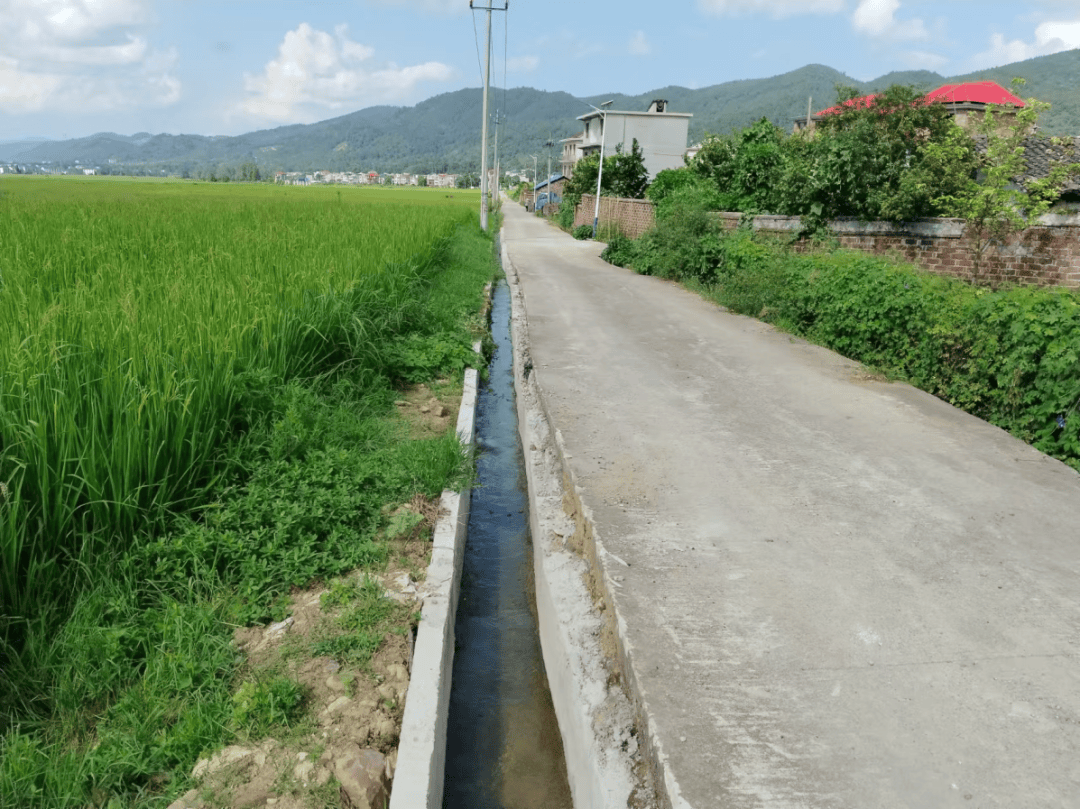 IvanMessina11's tweet photo. The field near Zhangzhou is irrigated, with sharp spines lining the path—quiet rural details hit different.， https://t.co/xm5pAoxsk5