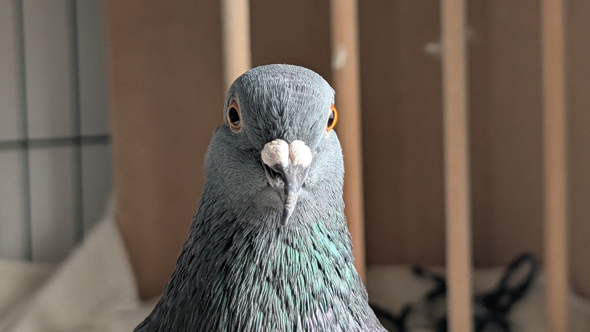 dove_of_babylon's tweet photo. felix ponders the absurdism of the universe https://t.co/EFdR0UBZcu