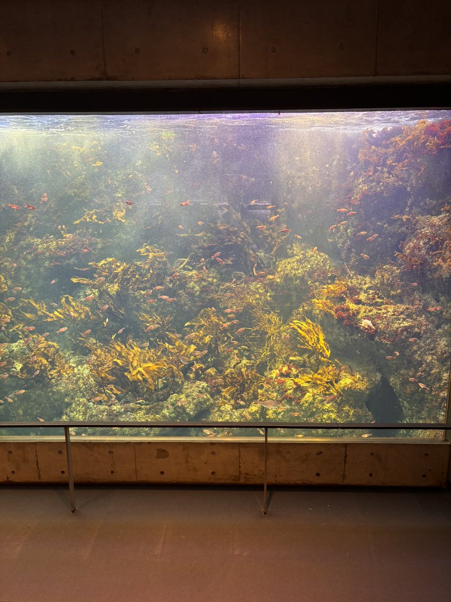 tanisida_'s tweet photo. 平日1人水族館もいいな！ https://t.co/dfBDvdQhCf