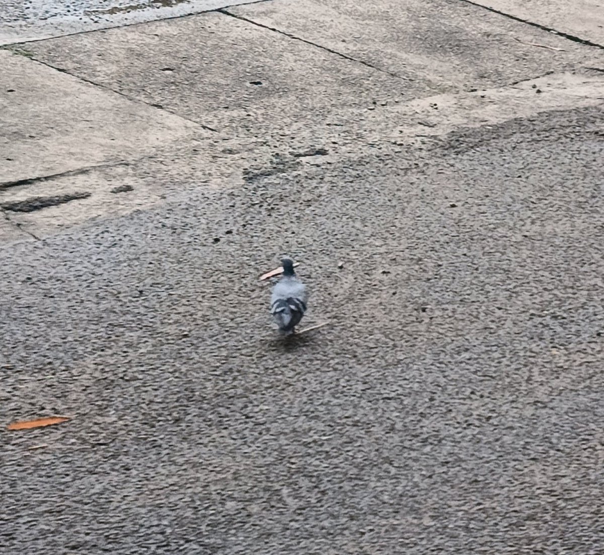 actz_adharsh's tweet photo. I took pictures of the pigeon, but it didn't came out very clear... https://t.co/Zd4LD2Is0u