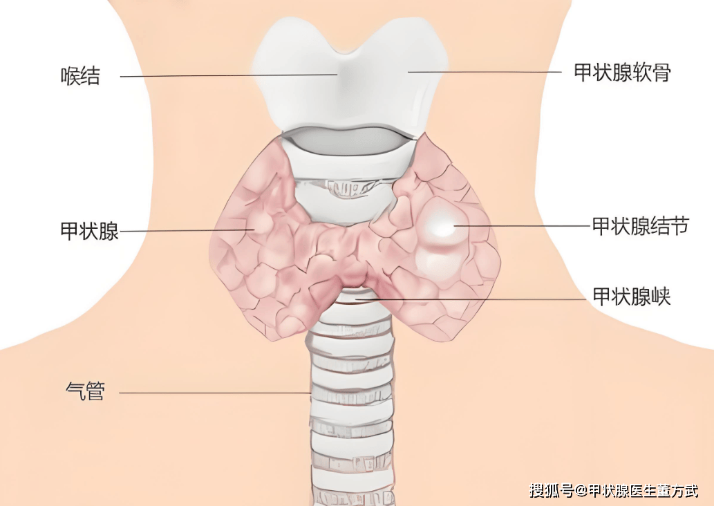 dineshk181995's tweet photo. [Check the thyroid gland accurately to avoid twin health issues—stay informed!]， https://t.co/BCpqiq1FEF