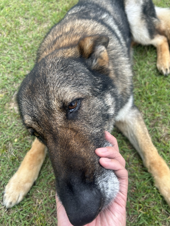 JASDFhamamatsu's tweet photo. 第1航空団は、退役した警備犬「ルピア号」の新しい飼い主募集について情報を更新しました。
詳しくは浜松基地公式ホームページをご確認ください。

＃浜松基地
＃第1航空団
＃ルピア号 https://t.co/uwm4LLThOV