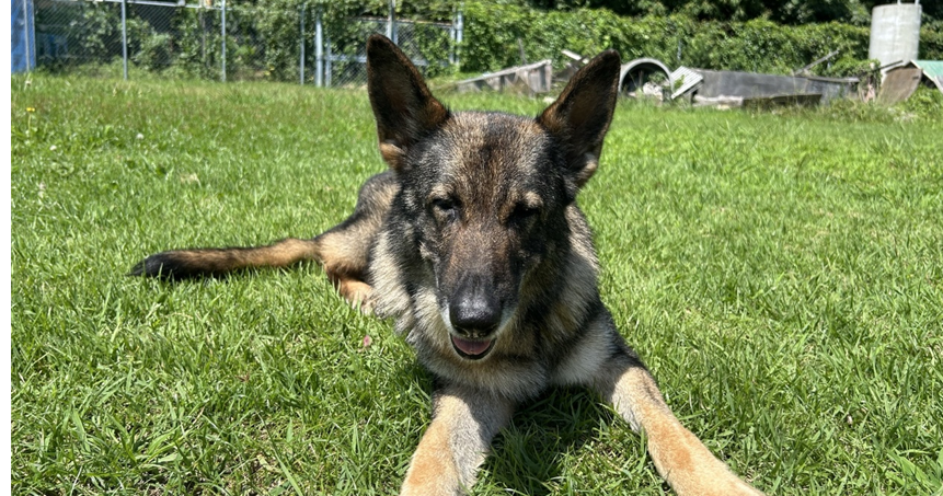 JASDFhamamatsu's tweet photo. 第1航空団は、退役した警備犬「ルピア号」の新しい飼い主募集について情報を更新しました。
詳しくは浜松基地公式ホームページをご確認ください。

＃浜松基地
＃第1航空団
＃ルピア号 https://t.co/uwm4LLThOV