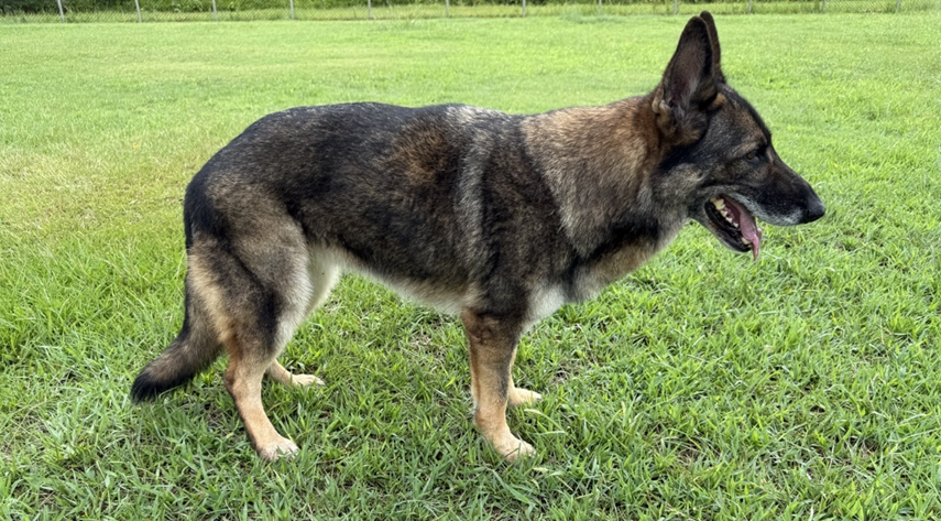 JASDFhamamatsu's tweet photo. 第1航空団は、退役した警備犬「ルピア号」の新しい飼い主募集について情報を更新しました。
詳しくは浜松基地公式ホームページをご確認ください。

＃浜松基地
＃第1航空団
＃ルピア号 https://t.co/uwm4LLThOV