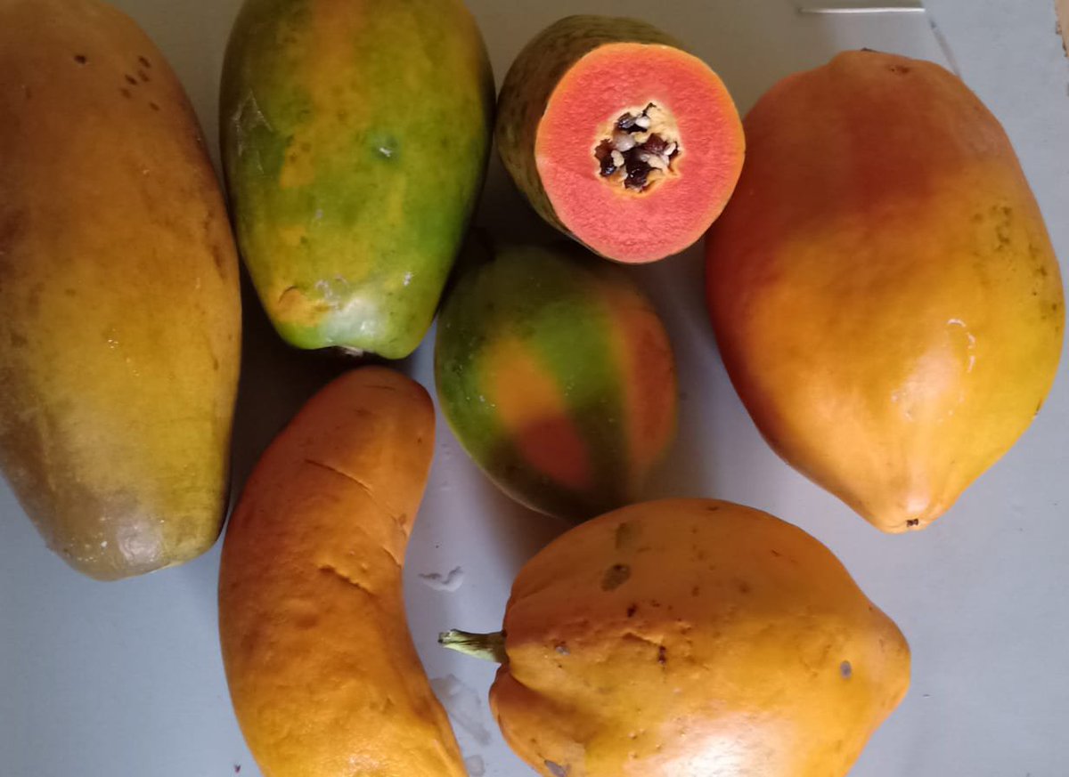 sunfreshorganic's tweet photo. Our pawpaws are calling you #orderonline #organic #wedeliver https://t.co/azfYumaLKi
