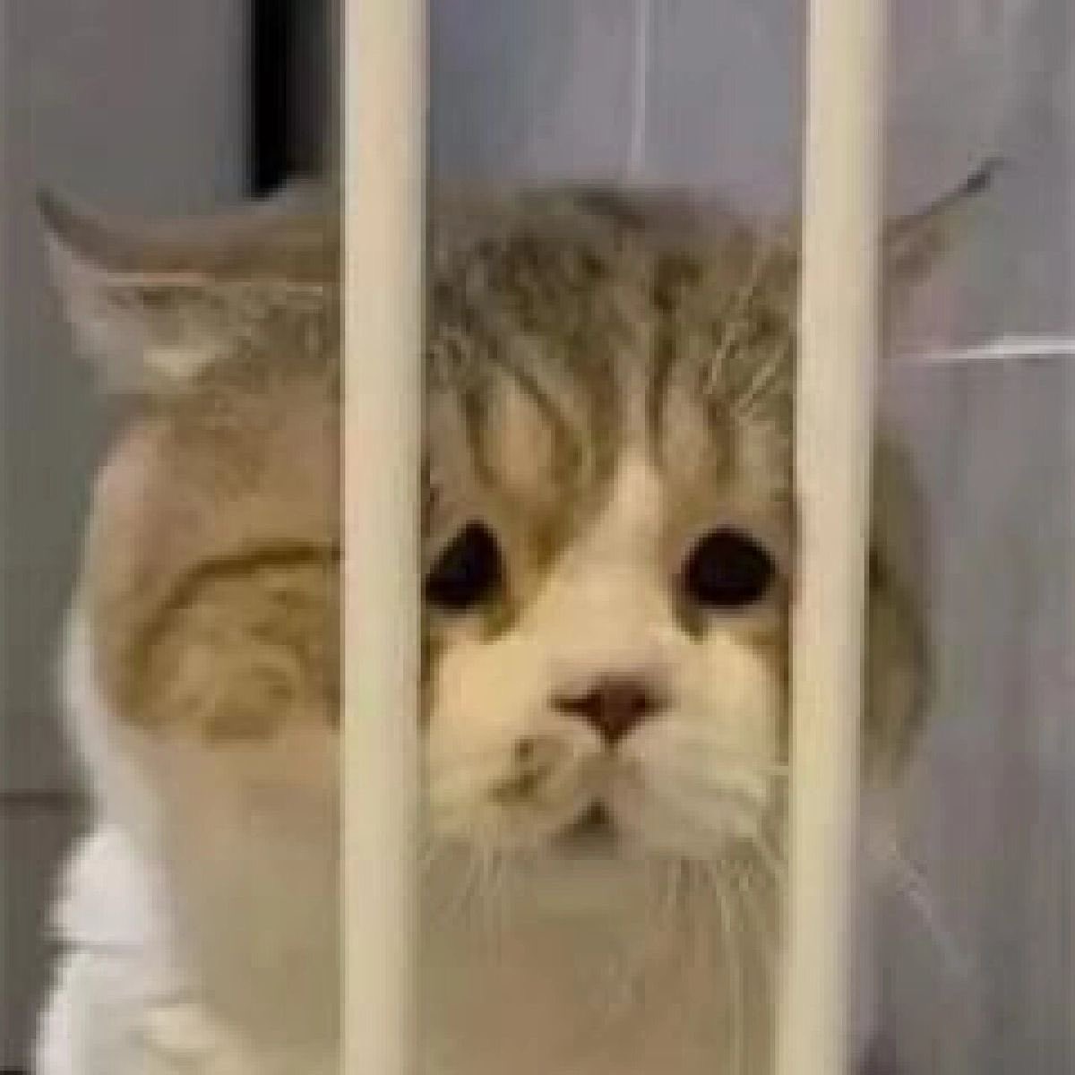 Js1i_'s tweet photo. @BadrBalobaid @Frr42_ ان مافزت تاكد اني نحستك اني نكبه والشكوى لربي كلن نصيبه ع الله ترررتررا https://t.co/Y9oHaxccf1