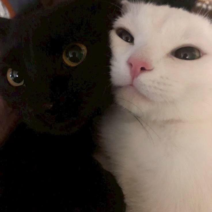 blackscats's tweet photo. TODAY ITS THE GLOBAL CAT DAY 🐱❤️ https://t.co/JJ6nVdvoqw