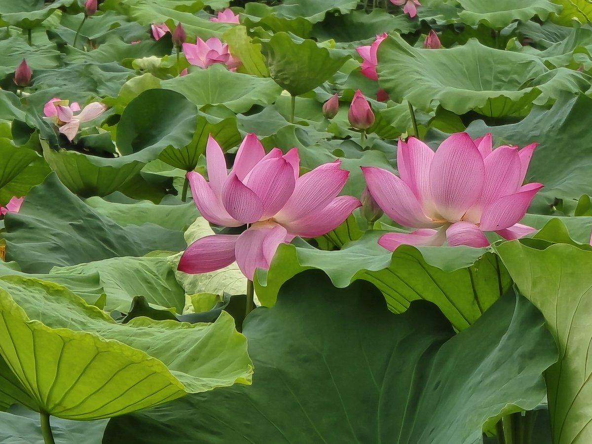 northwolftu's tweet photo. flower viewing https://t.co/jCfAehSpsO