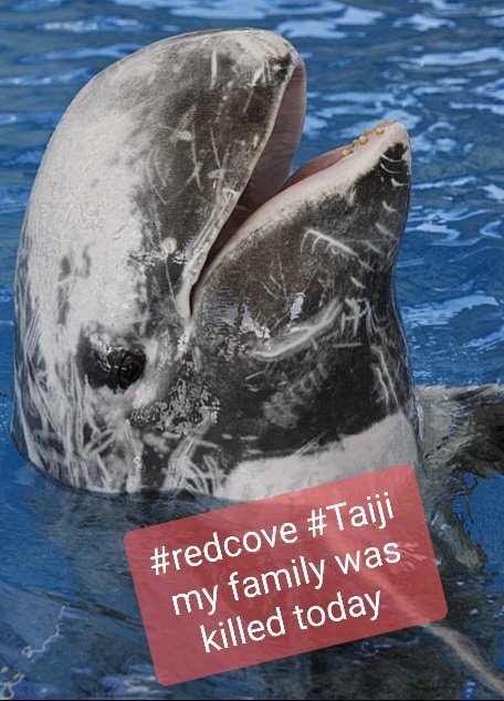 CHAM02313921's tweet photo. @janischshane @japan Today is a very sad #redcove as a family of #Risso Dolphins have been brutally killed by the hunters of #Taiji, and mums & babies were dumped at sea to die.
@takaich_sanae stop the hunting of #Dolphins in Taiji. You have the power to stop the this, their blood is on your hands. https://t.co/BFri4MlRjF