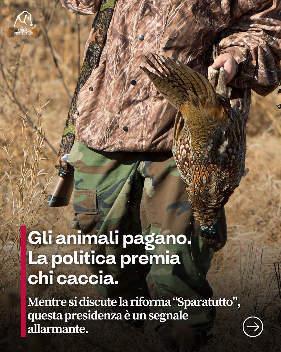 lndc_italia's tweet photo. Voleva consentire la caccia sette giorni su sette. Ora guida la Commissione Agricoltura della Camera, dove si discute anche il futuro degli animali selvatici.

Francesco Bruzzone, deputato della Lega e cacciatore, è il nuovo presidente. Per noi è una scelta inaccettabile.

Ha proposto di cancellare persino le giornate di silenzio venatorio: quella minima tregua in cui gli animali possono essere risparmiati dalle fucilate. Noi di LNDC Animal Protection abbiamo contrastato quella proposta, portando la nostra opposizione anche alla Camera.

Oggi, mentre si discute la riforma “Sparatutto”, gli viene affidata la guida della Commissione che la esamina. E Federcaccia festeggia, ricordando la sua vicinanza al mondo venatorio.

Noi siamo indignati. Chi ha lavorato per concedere più libertà ai cacciatori assume un ruolo decisivo sulle leggi che riguardano le loro vittime. Per questo riteniamo Bruzzone inadeguato a questo incarico.

A pagare queste scelte sono animali che soffrono, cercano riparo, crescono i propri piccoli. Le loro vite meritano protezione, anche quando tutelarle significa scontentare chi vuole ucciderli per divertimento.

Continueremo a contrastare la riforma “Sparatutto” e a denunciare ogni attacco alle loro tutele.

Queste scelte politiche riguardano tutti noi. E gli animali ne pagano il prezzo.

#LNDCAnimalProtection #FrancescoBruzzone #RiformaDellaCaccia #TutelaAnimaliSelvatici #StopCaccia