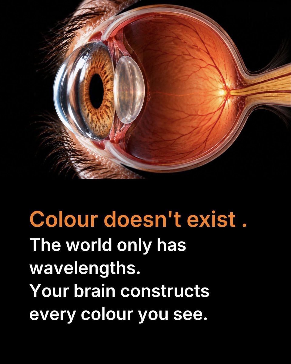 NextScience's tweet photo. 🧠 Your Brain Creates the Colours You See Every Day

The colours around you are real—but the experience of colour happens inside your brain.

When light enters your eyes, tiny cells in your retina called cone photoreceptors detect different wavelengths of light. Humans have three main types of cones, each sensitive to a different range of wavelengths.

Your brain compares the signals from these cones and turns them into the colourful world you experience every day. 

Here's the fascinating part: light has wavelengths, but colour is a perception created by your nervous system. The sky's blue, a flower's red, and a rainbow's colours are experiences your brain builds from information received by your eyes.

You don't simply see the world as it is. Your brain interprets the light reaching your eyes and creates the colours you experience. 

Source: OpenStax. (2025). Introduction to behavioral neuroscience: The retina.
