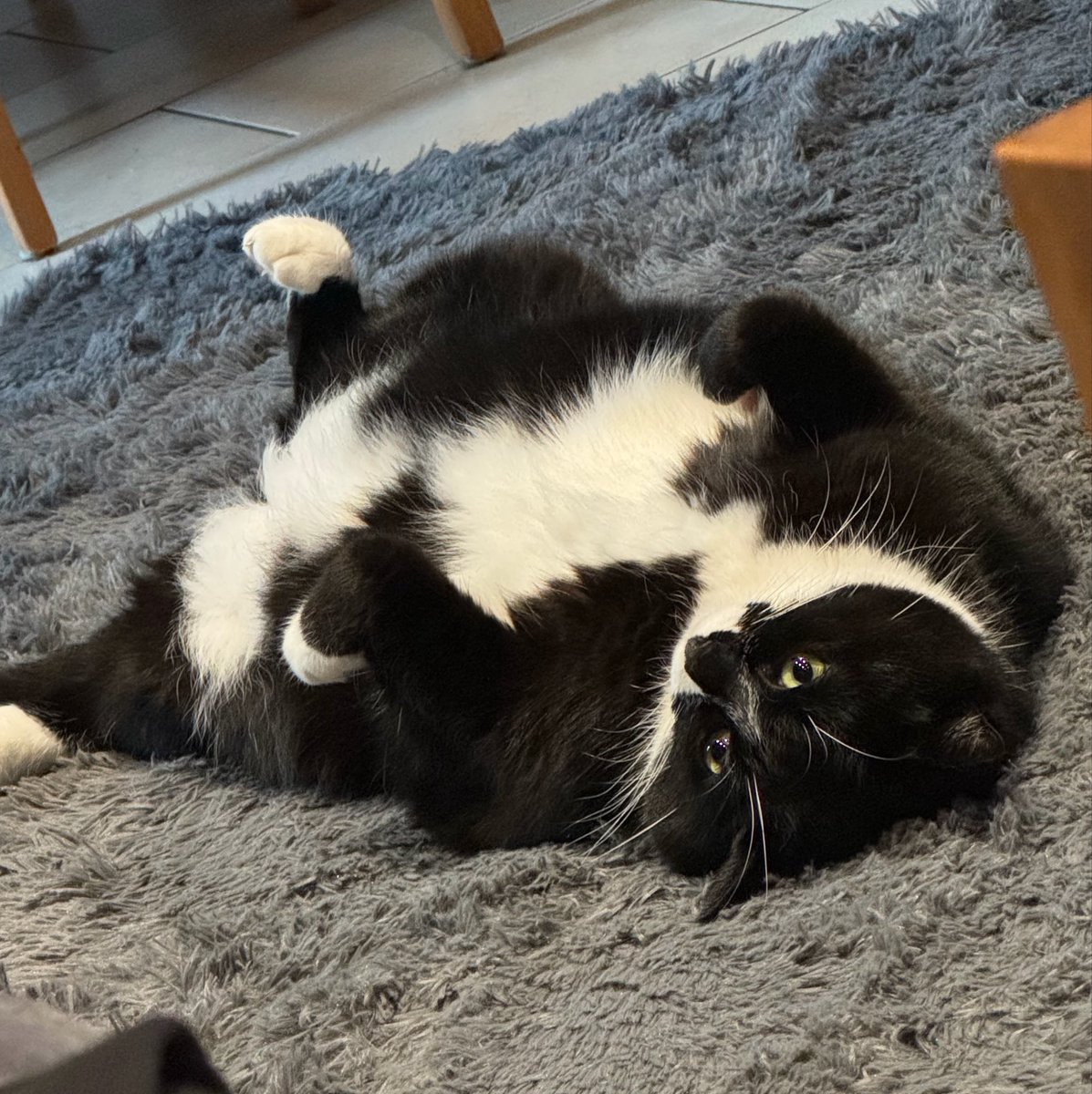 quinnerszn's tweet photo. happy cat day heres my chunky son https://t.co/3lg654oc2Z