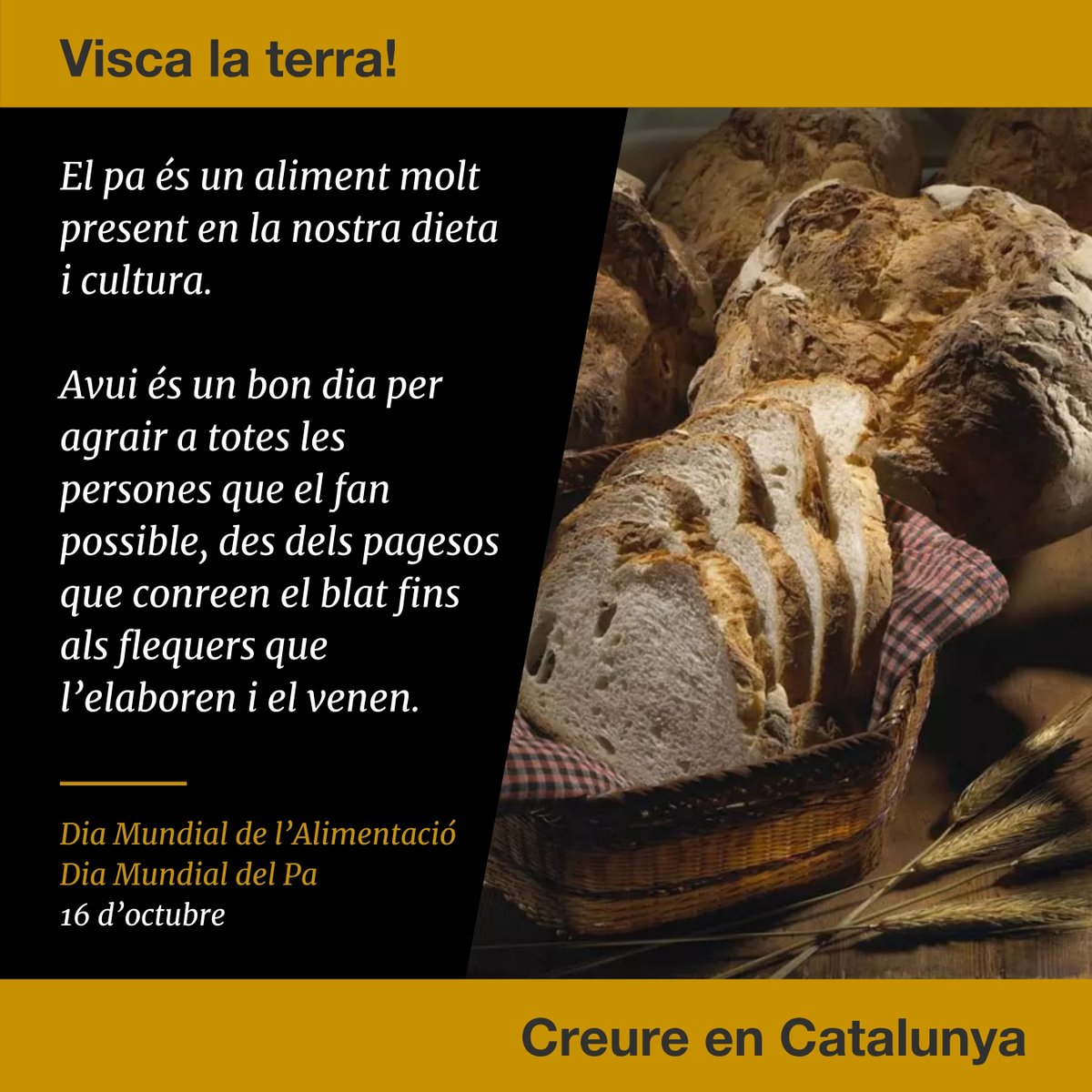 QuimTorraiPla's tweet photo. Avui, que és Sant Galderic, el patró dels pagesos catalans, també es celebra el Dia Mundial del Pa. Gràcies a tots els qui mantenen aquest ofici, i als qui el fan amb passió i ens permeten gaudir, encara, de l’aroma i el bon gust dels pans artesans i naturals. #creureenCatalunya https://t.co/YkD9V9ctXO