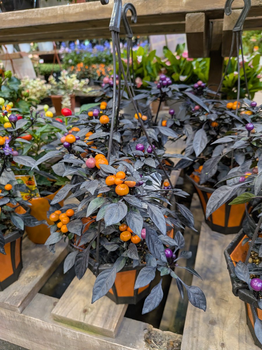 imonhapiero's tweet photo. ハロウィン仕様の植物だぁねぇ。 https://t.co/QbxPMOA8iM