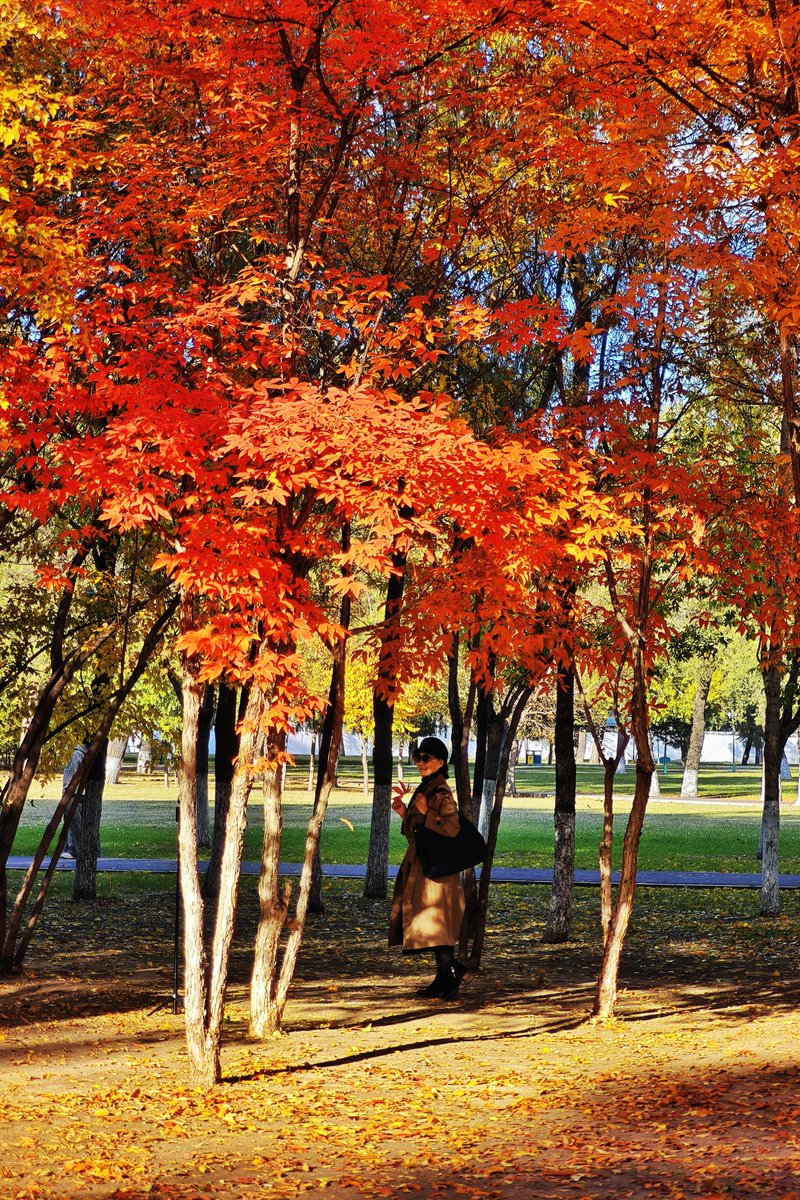 huangsilang007's tweet photo. Cool wind, golden leaves, old buildings.
Harbin’s autumn is pure magic.🍁
#HarbinChina #AutumnVibes #FallPhotography #ExchangeAutumn #ChineseAutumn @china_xiamen https://t.co/SRmH5MBdRW