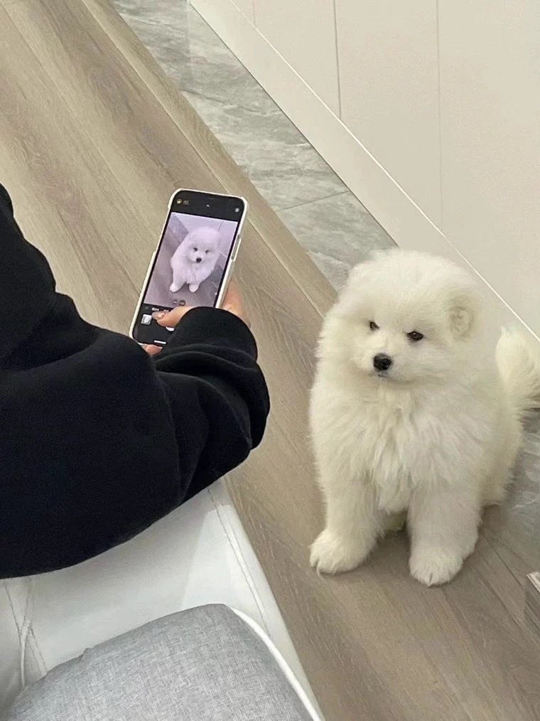 JENOname423's tweet photo. 아놔 슈퍼스타 강아지 https://t.co/7vZyPMTAz6