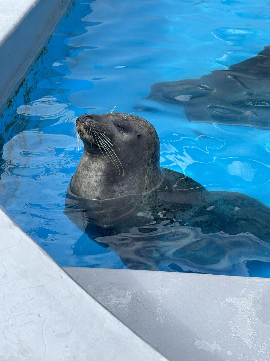 KemKem0818pi's tweet photo. 浮かぶ海坊主たち🦭

#南知多ビーチランド　#ゴマフアザラシ https://t.co/jLIWBuURgF