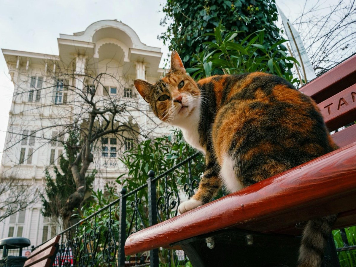 onedio's tweet photo. Bugün Küresel Kedi Günü. https://t.co/qwnuARx9sz