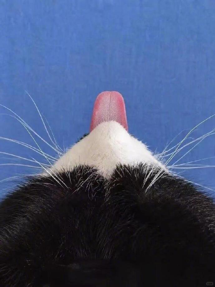 chinainSight486's tweet photo. Is this a snow-capped mountain?      It’s just a cat.                       ↓↓                                                                         ↓↓ https://t.co/NVLERtOUhQ