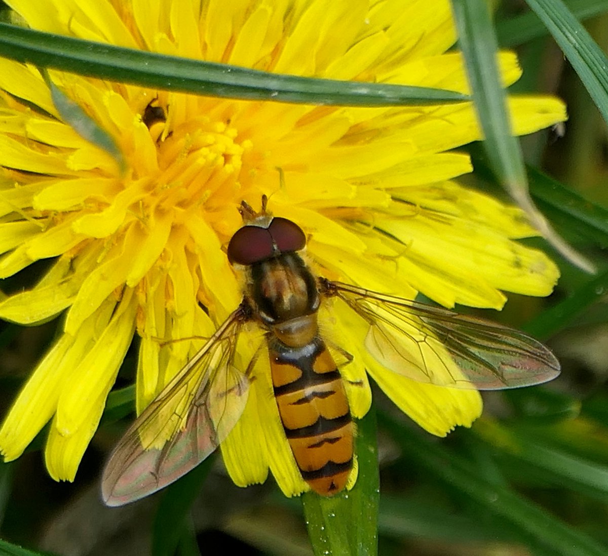 MikeFRobinson's tweet photo. A Hoverfly, Episyrphus balteatus (a male), visits a Dandelion flowering in the Grounds of St Botolph-without-Bishopsgate... https://t.co/uFX8BjHX2A
