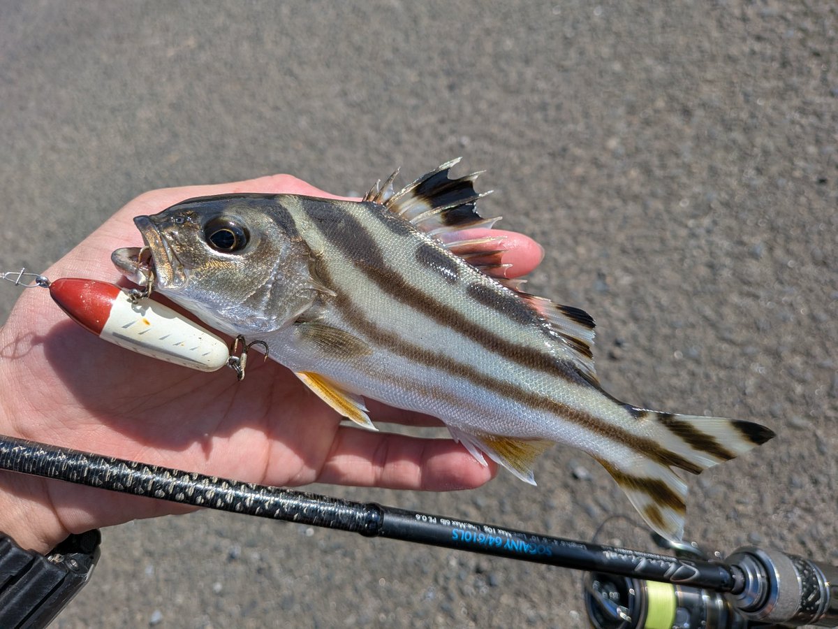 73428195m's tweet photo. 最高に痺れる魚だった https://t.co/m1U25bJTu7