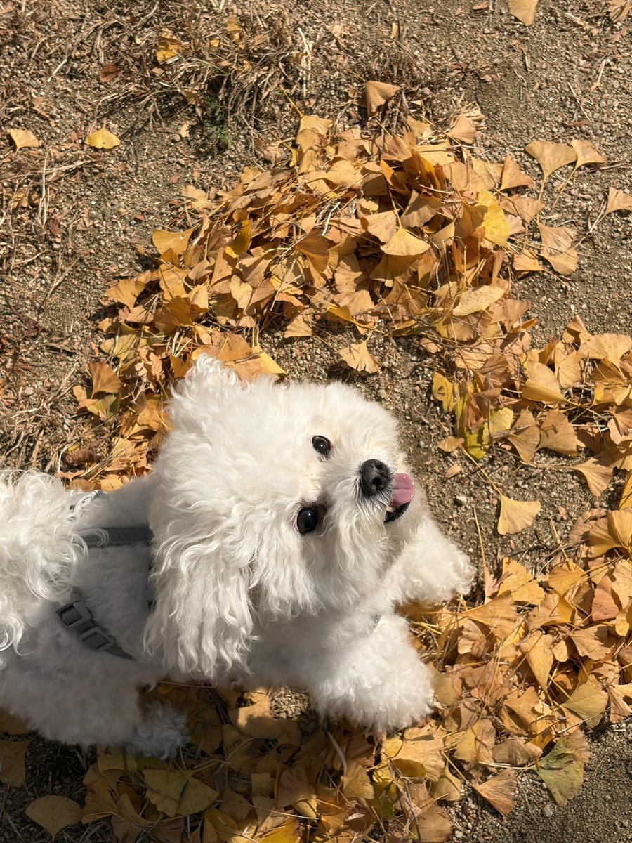 samdukim's tweet photo. 🍂 https://t.co/Go2G734gRU