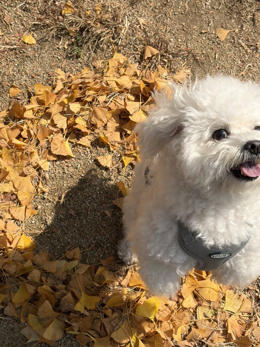 samdukim's tweet photo. 🍂 https://t.co/Go2G734gRU