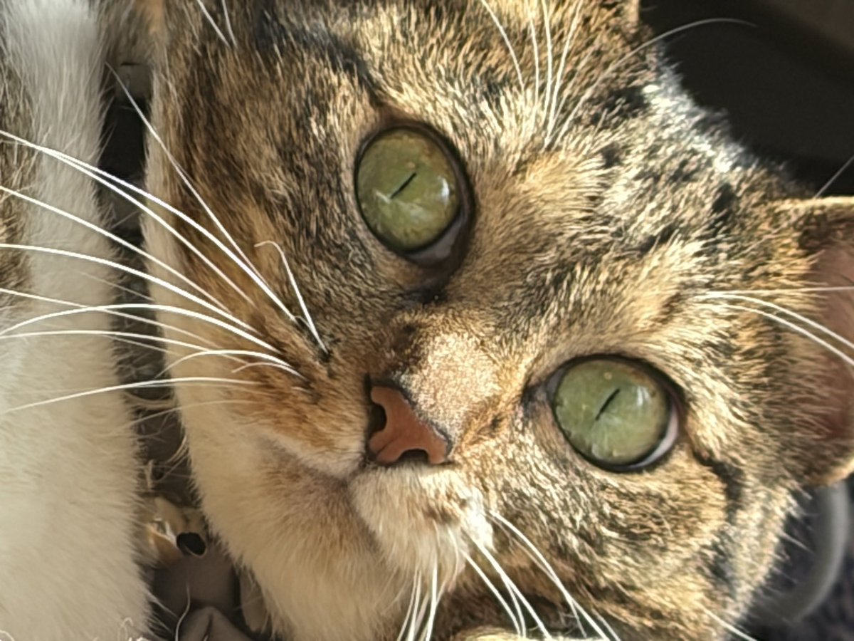 riihayuha's tweet photo. きなこ（6） https://t.co/ryfhStktwk