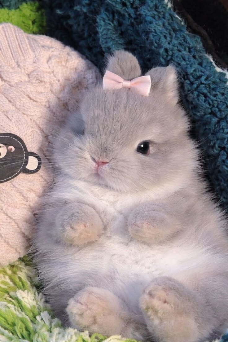 popularrabbit's tweet photo. I need a beautiful name for this bunny....? https://t.co/LrbqTet5Of