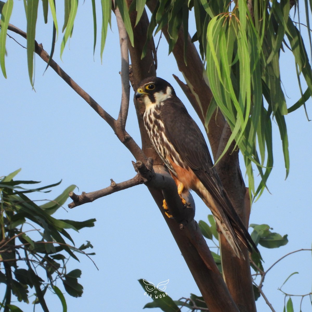 OldWonk's tweet photo. Super stoked to sight the Eurasian Hobby at #VetalTekdi today. A passage migrant over the city on its way to wintering grounds in Africa. 

@VTBKS_Pune @sushmadate @sumitakale @VetalTekdi https://t.co/XZCv8jJRKI