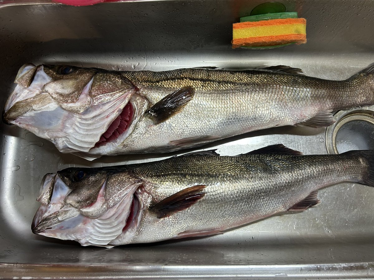 ShepherdTakuya's tweet photo. 魚屋じゃ無いです…
#シーバス https://t.co/IX4bMp6Sr2