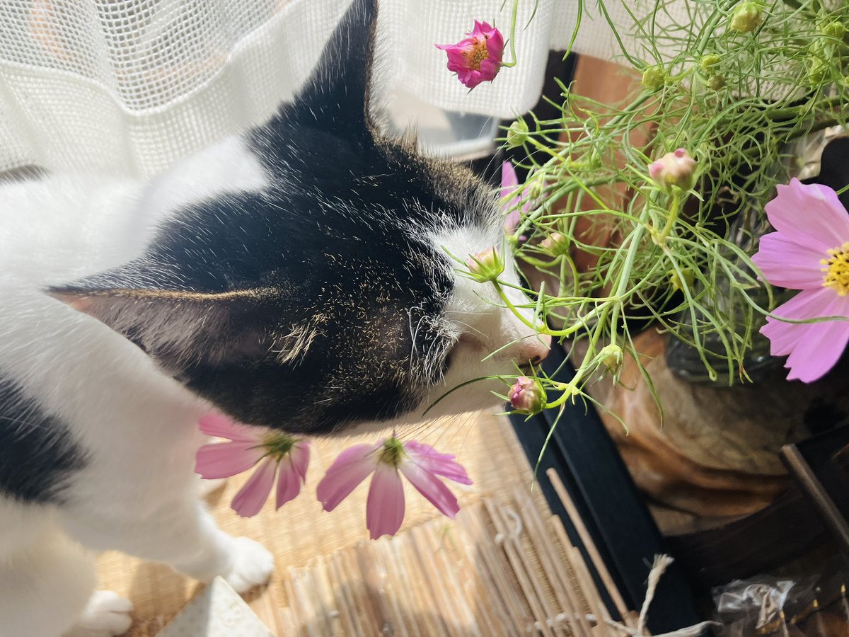 tomoe_kitaura's tweet photo. コスモス喰い。19歳になりました。🐱 https://t.co/4YSTmmJXBU