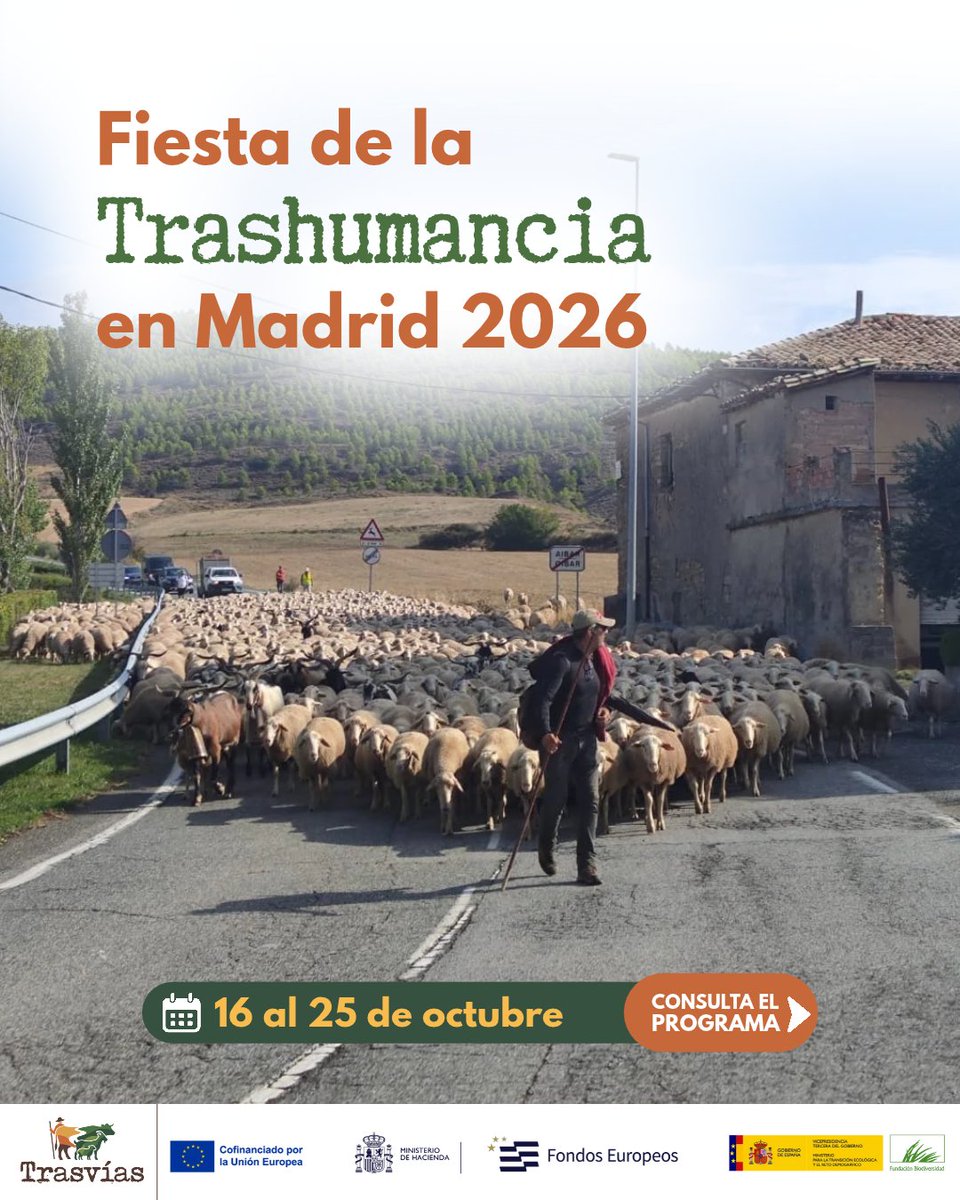 trasvias_'s tweet photo. 🐑🏙️ ¡Las ovejas vuelven a #Madrid!
Los rebaños cruzan el centro de la capital en la #Fiesta de la #Trashumancia con entrega de maravedíes incluida.
Y en 2026, #AñoDeLosPastizales de la FAO. 🌍
Desde #Trasvias nos sumamos, junto a @ftrashumancian
Con @Fbiodiversidad #FEDER https://t.co/VGtLkjndji