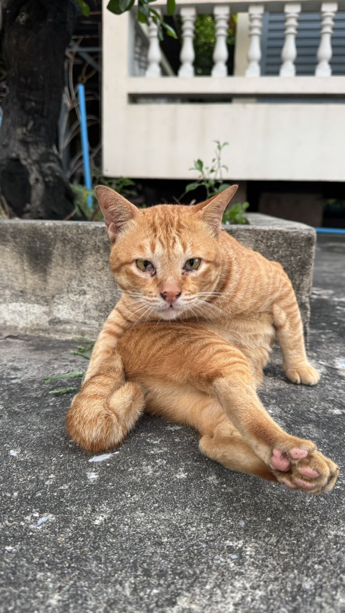 cznagain's tweet photo. for anyone who stumbled upon this silly tweet, ขอแนะนำ น้องวัดกับทองคำ 
#globalcatday
#straycatsdeservelovetoo https://t.co/8MXVjtYec4